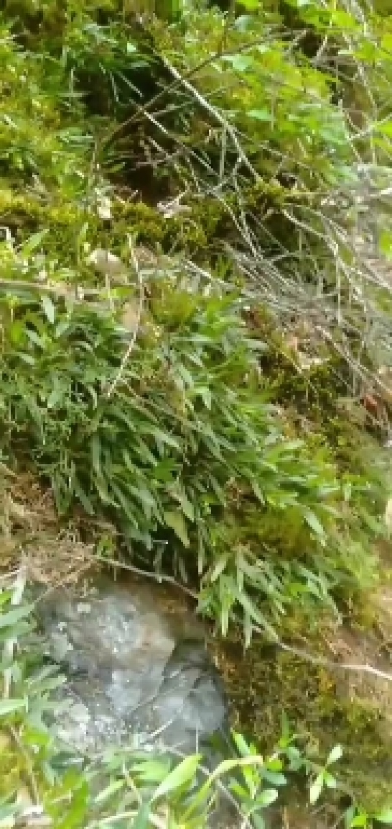 双叶小果石橄榄