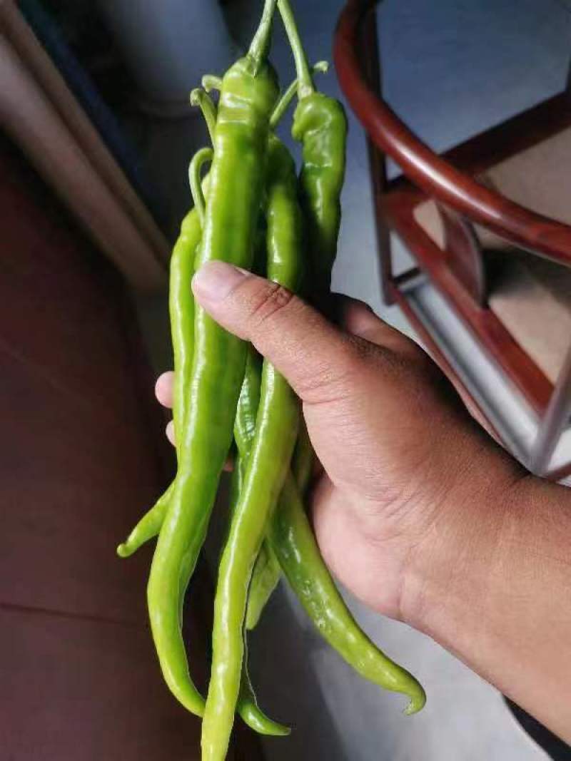 软皮8号线椒