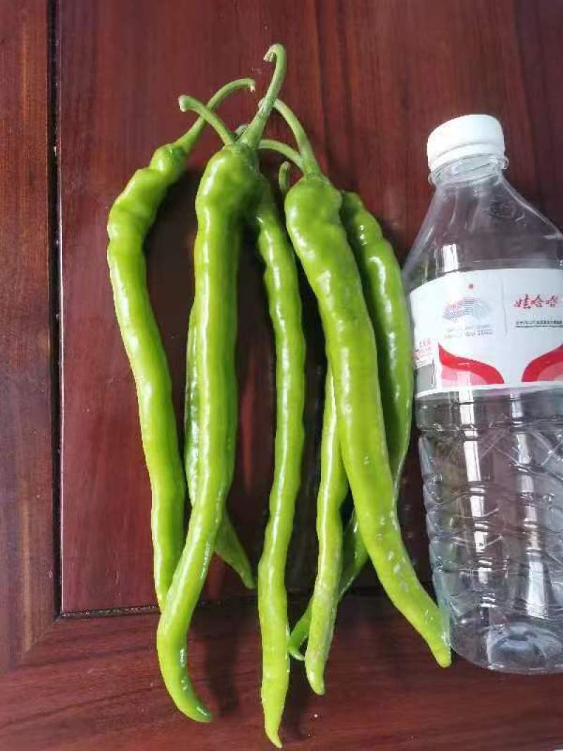 软皮8号线椒