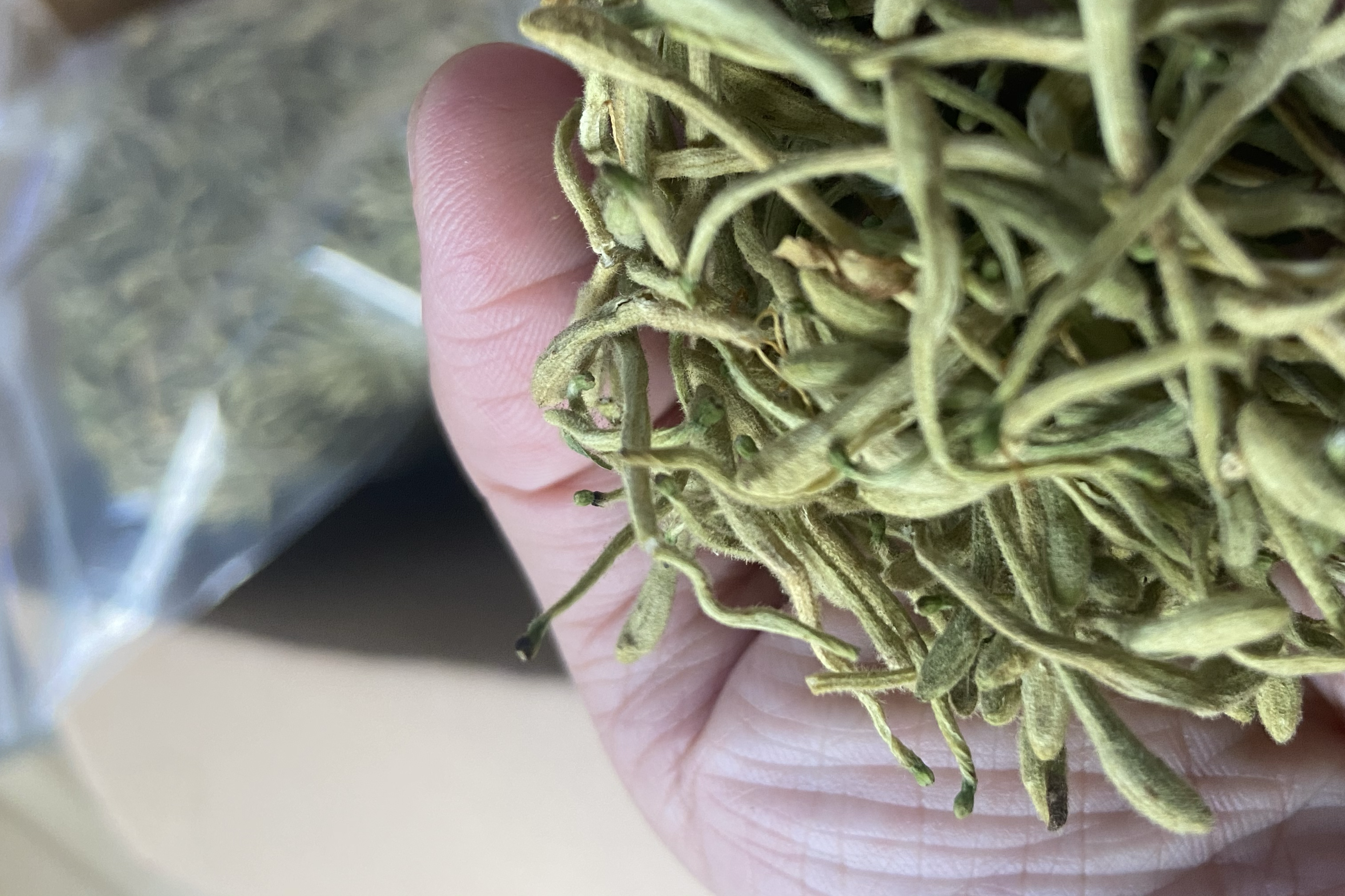显微镜下的丹桂花粉结构
