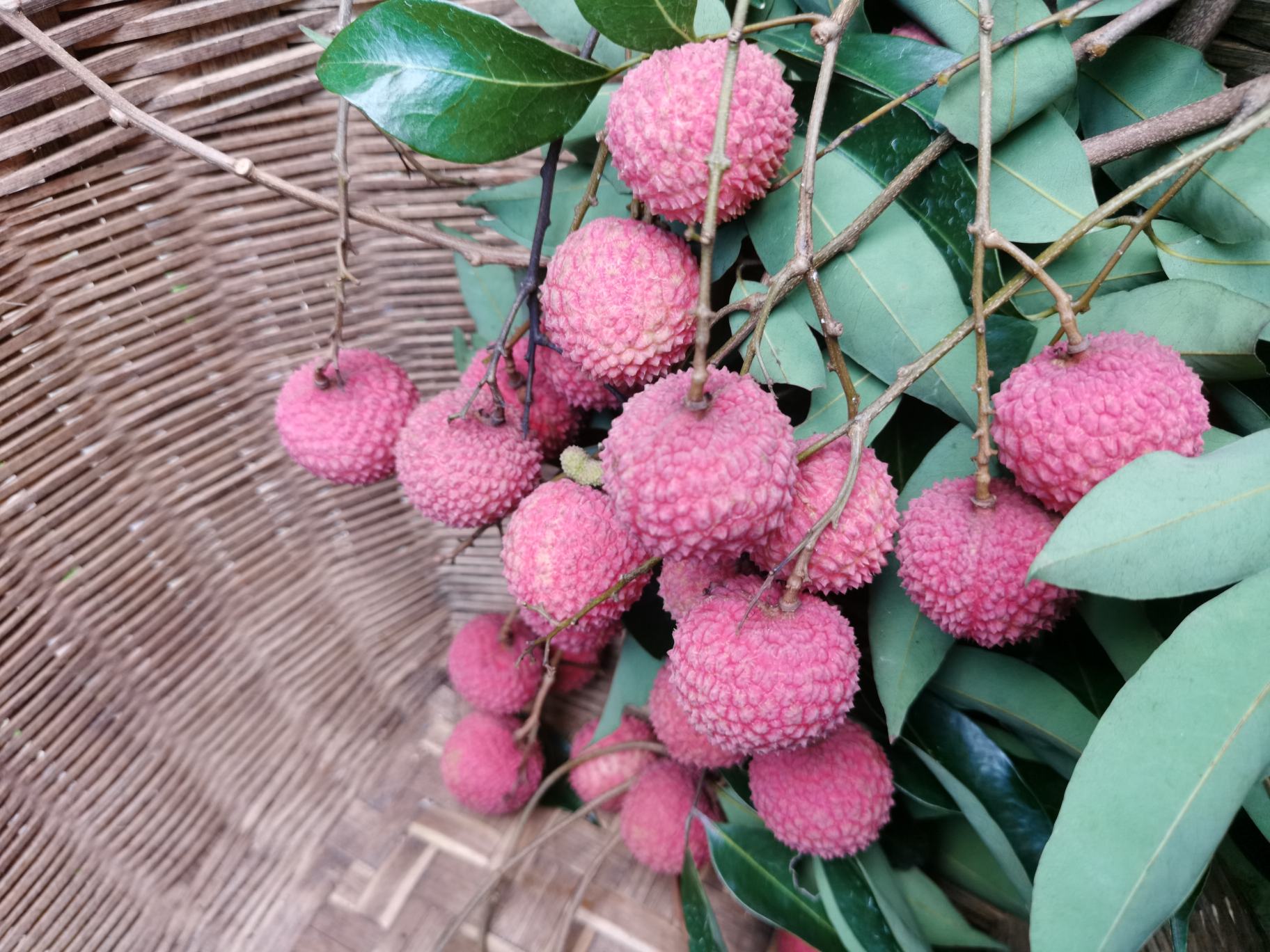 桂味荔枝果实特写