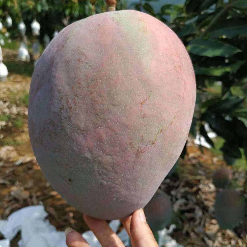 四川攀枝花凯特芒强力推荐