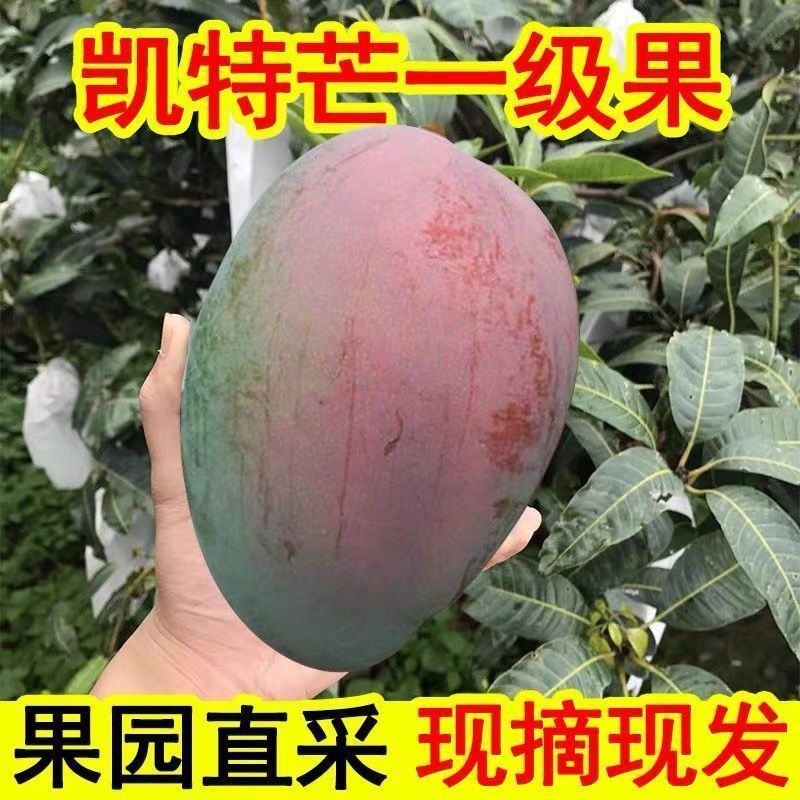 四川攀枝花凯特芒强力推荐