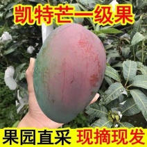 四川攀枝花凯特芒强力推荐