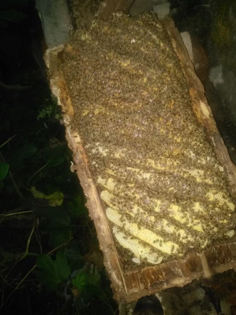农家老槽土蜂蜜