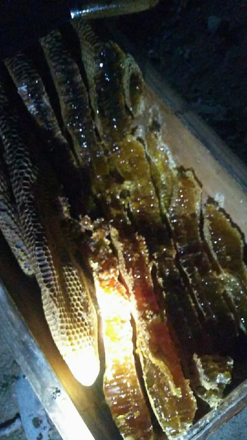 农家老槽土蜂蜜
