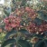 鲜花椒