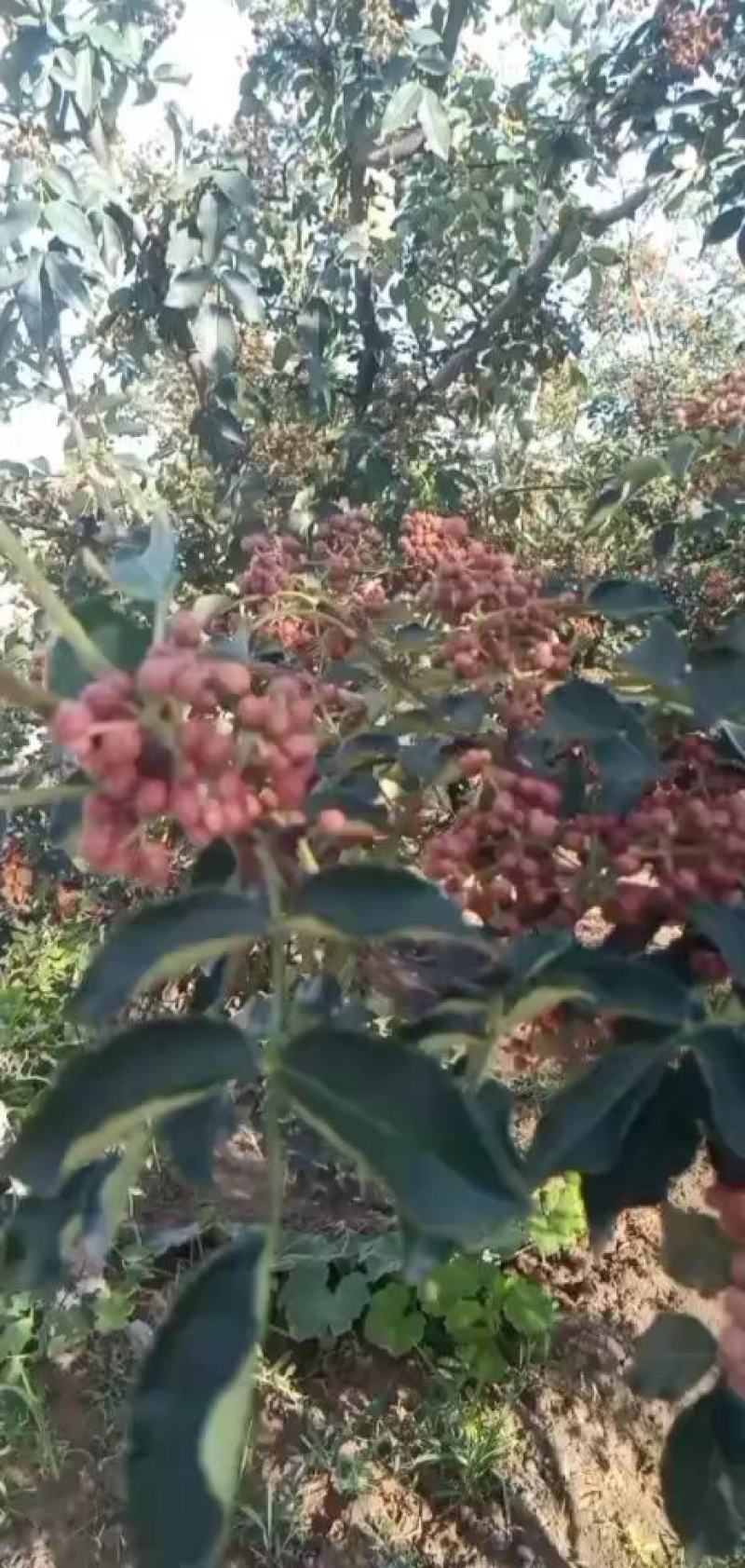 鲜花椒