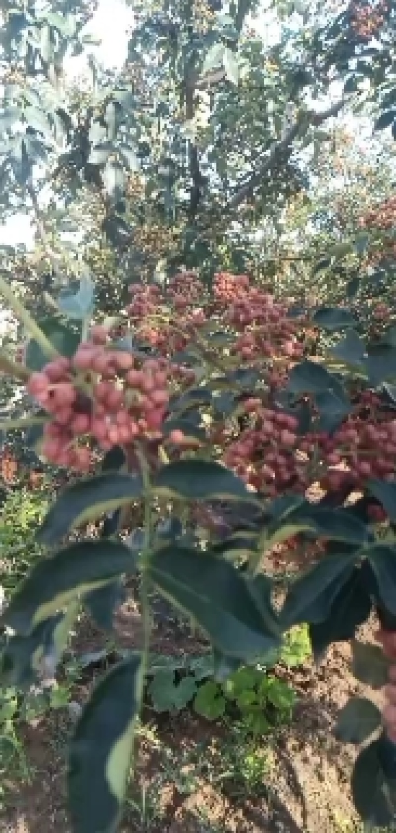 鲜花椒
