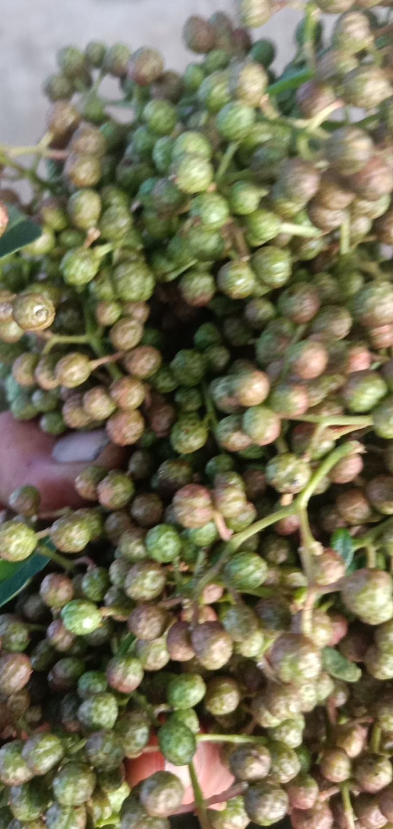 鲜花椒