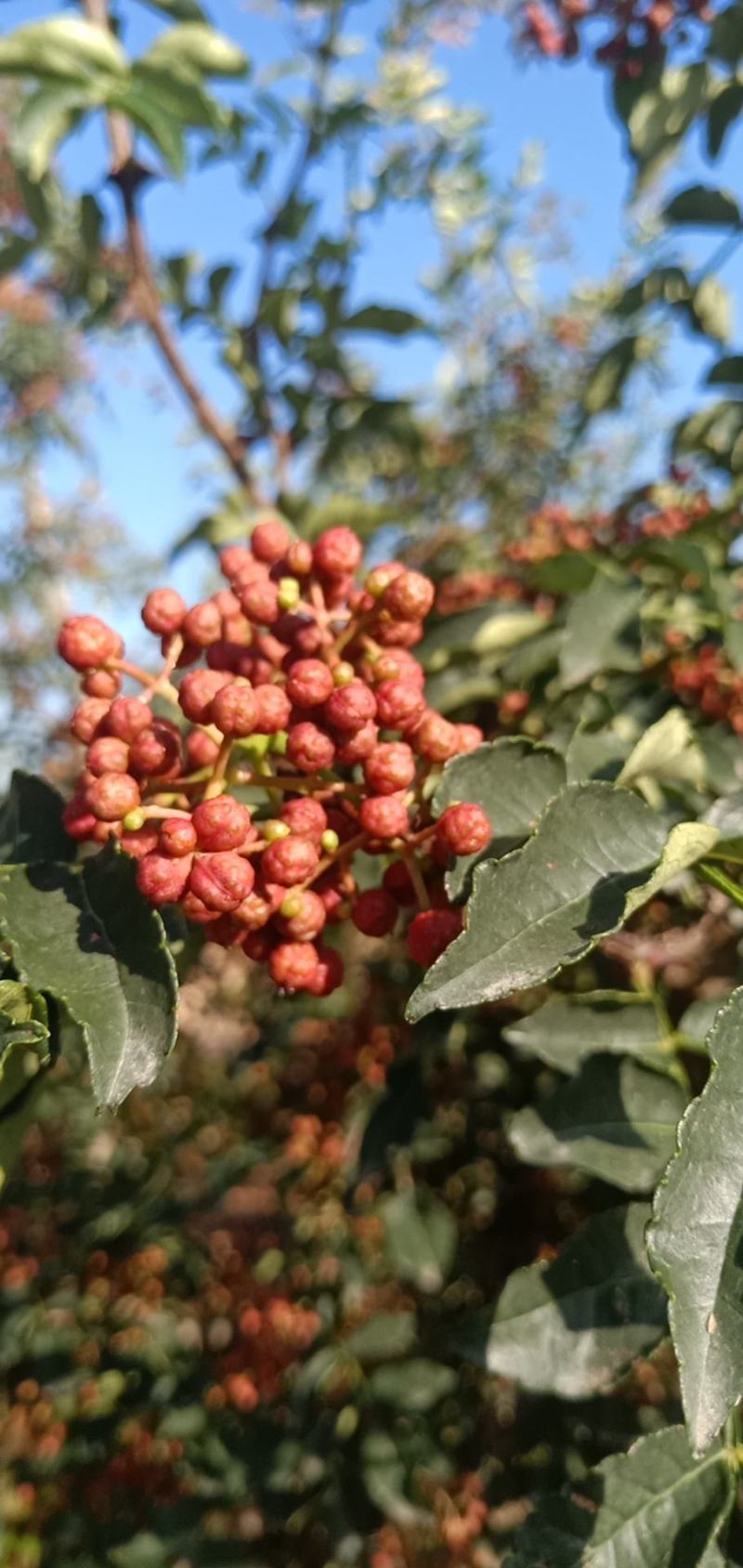 鲜花椒