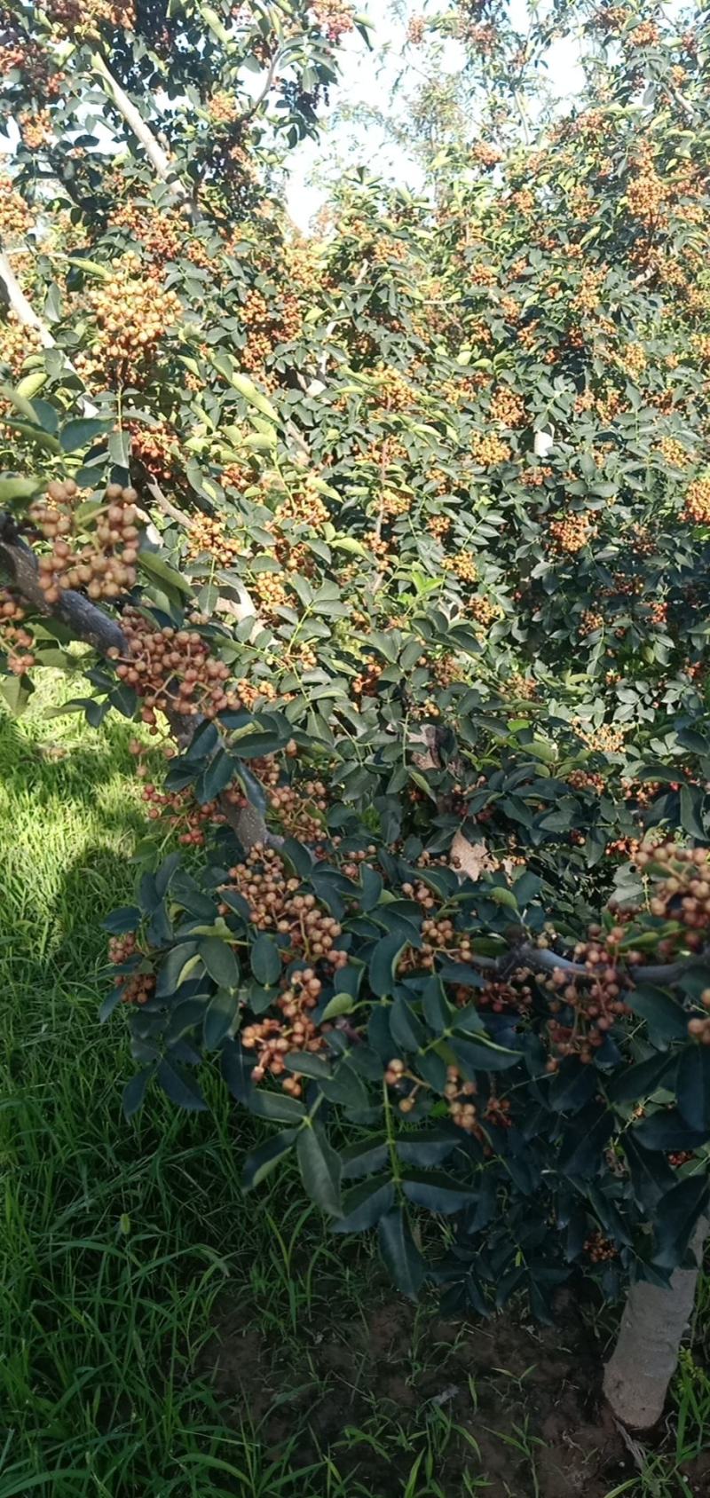 鲜花椒