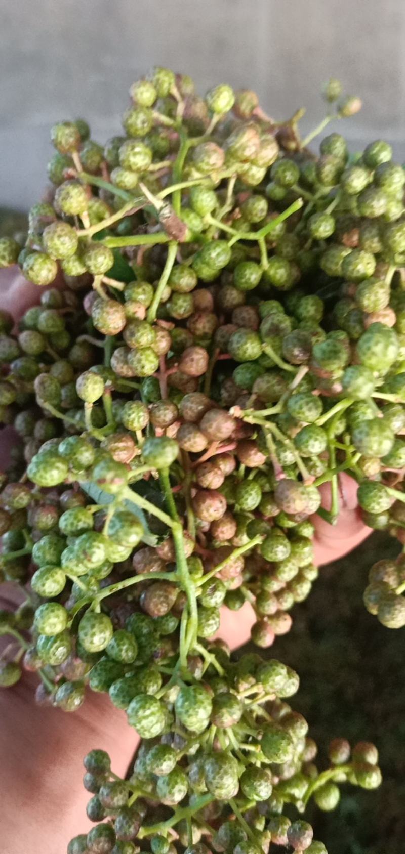 鲜花椒