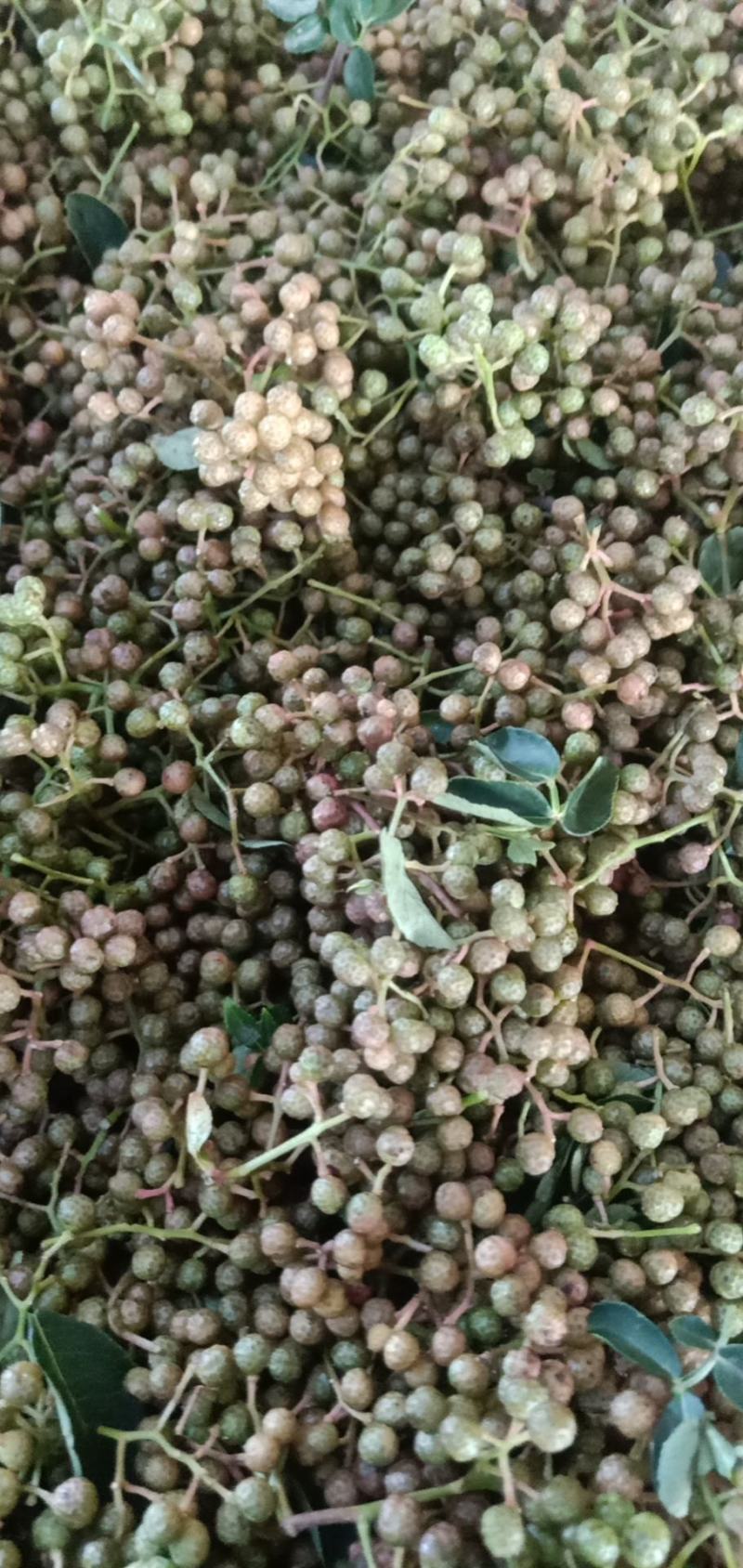 鲜花椒