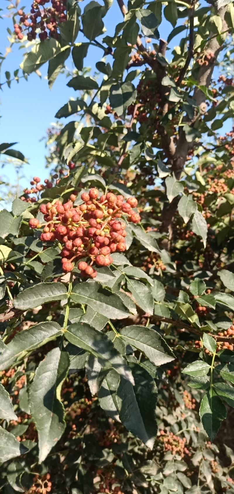 鲜花椒