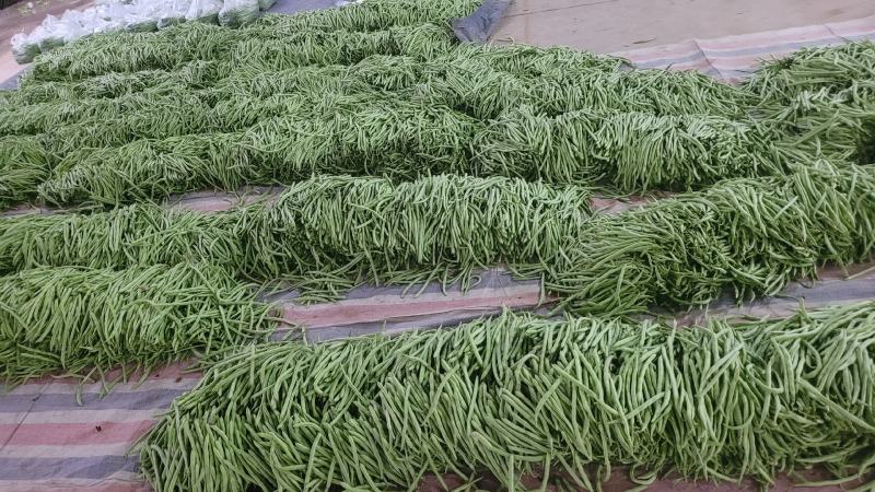 小金豆，长直均匀，条型好看，上市