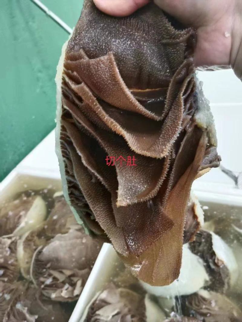黑个毛肚，火锅搭档，麻辣烫自助餐，凉拌佳品，脆爽美味