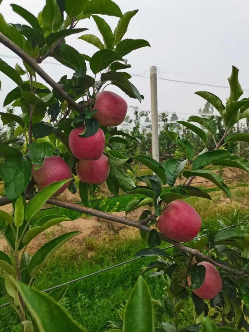 山东鲁丽苹果马上上市，全国量很大的地方。