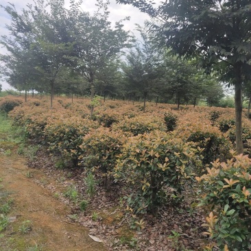 红叶石楠球，100-120，基地直发，欢迎各位老板联系