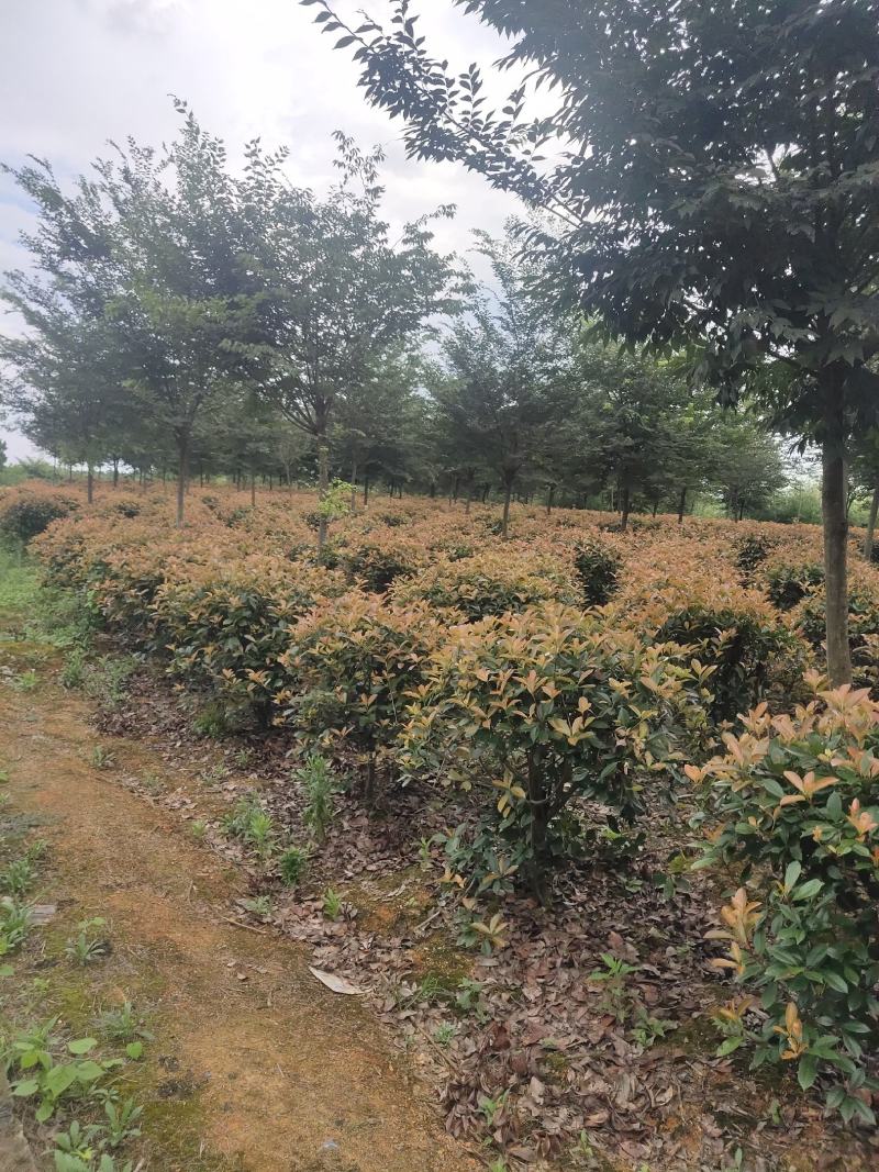 红叶石楠球，100-120，基地直发，欢迎各位老板联系