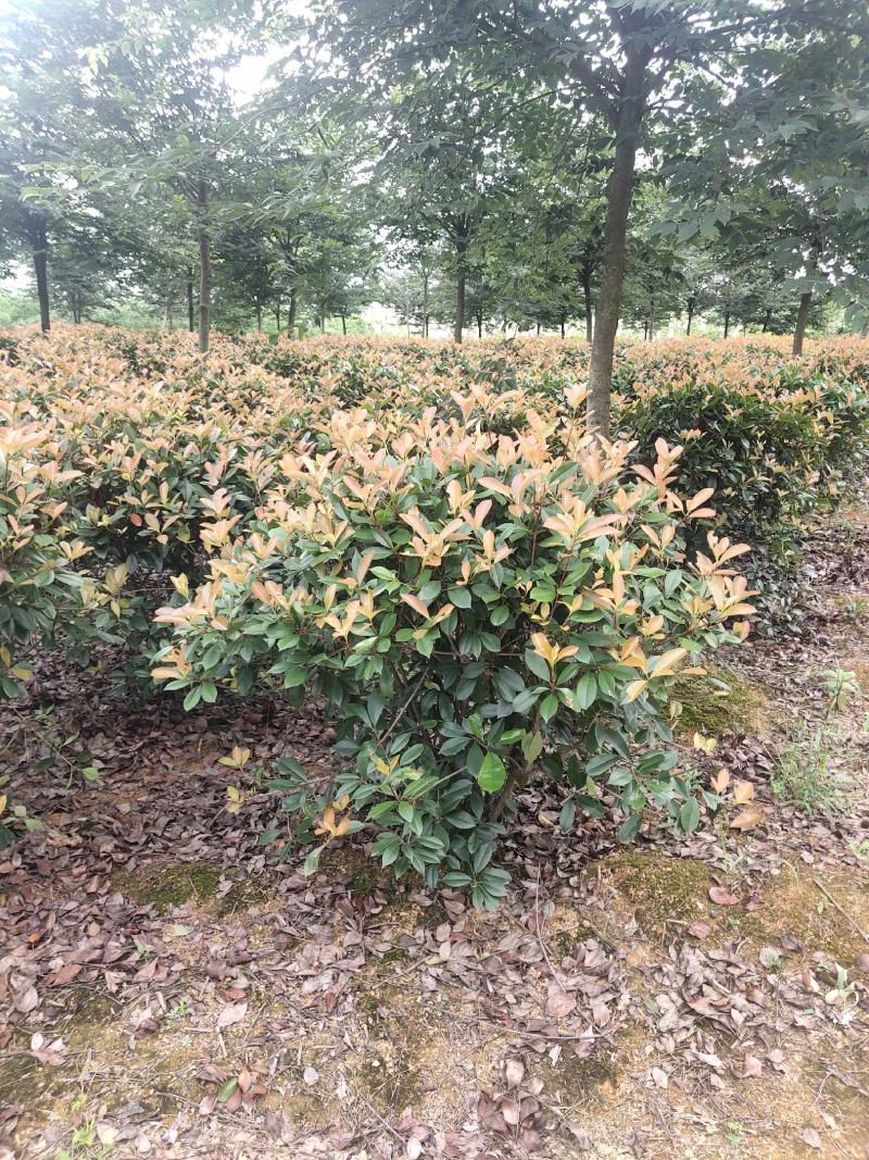 红叶石楠球，100-120，基地直发，欢迎各位老板联系