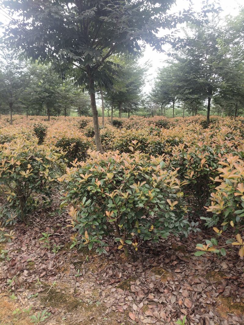 红叶石楠球，100-120，基地直发，欢迎各位老板联系