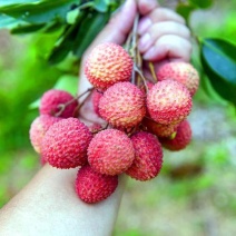 桂味荔枝：品质优良，细核、肉质爽脆、清甜、自带桂花味