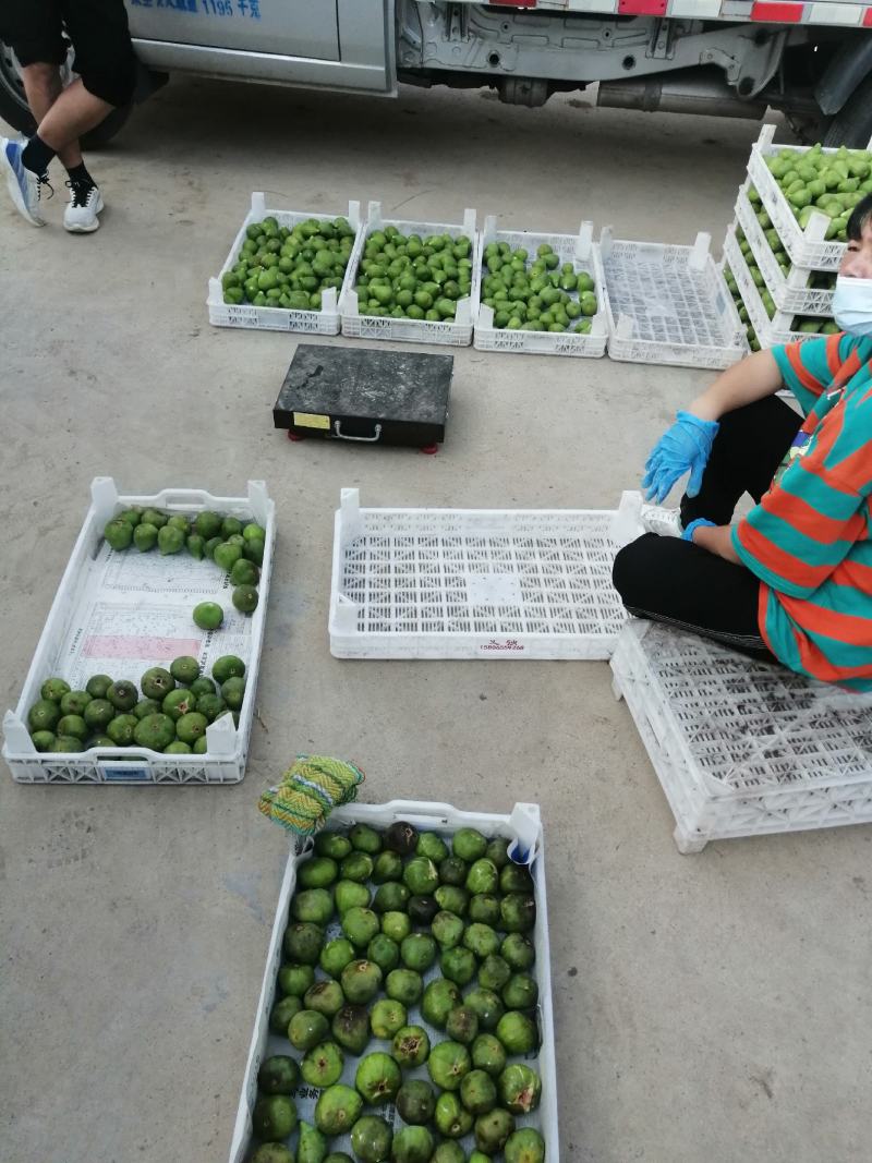 山东荣成无花果大量上市，采收，分拣，装箱，配送一条龙
