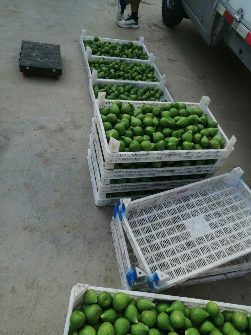山东荣成无花果大量上市，采收，分拣，装箱，配送一条龙