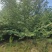 高杆樱花，6-10公分早樱，基地直销欢迎实地选苗。
