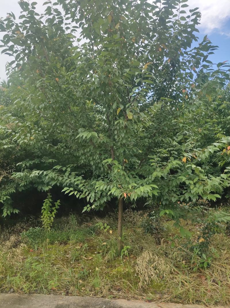 高杆樱花，6-10公分早樱，基地直销欢迎实地选苗。