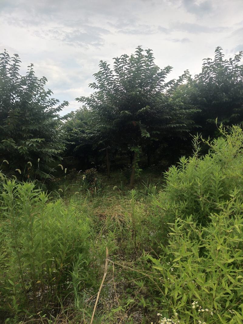 高杆樱花，6-10公分早樱，基地直销欢迎实地选苗。
