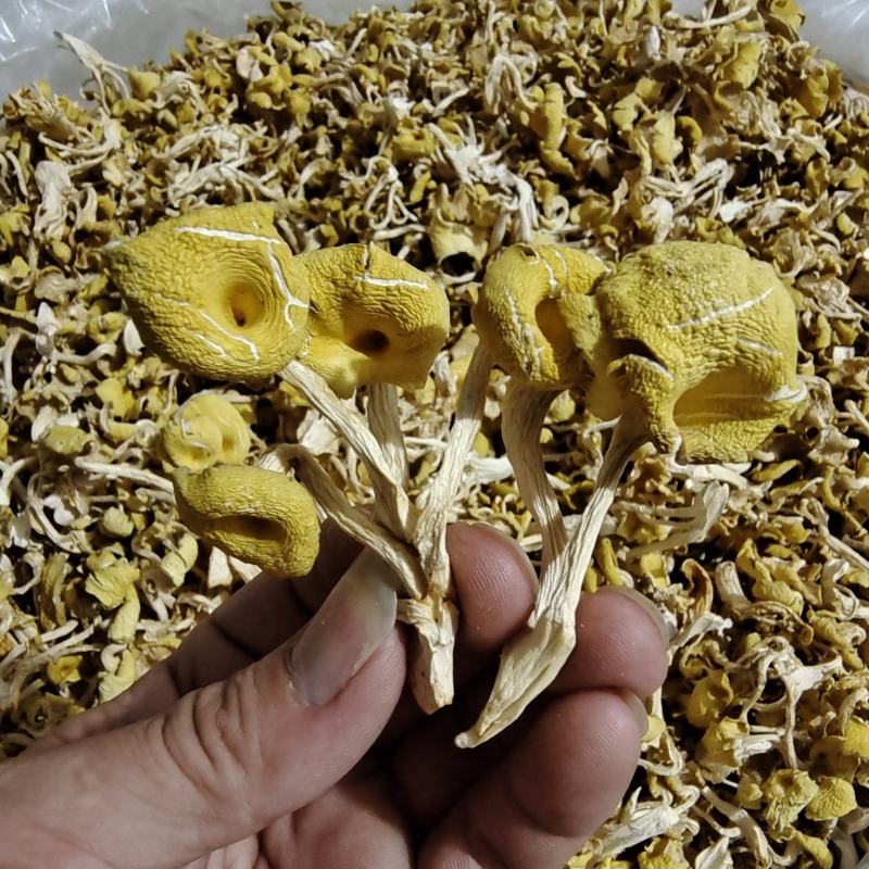 鸡油菌干货黄金菇菌汤包产地直发一手货源全国供应