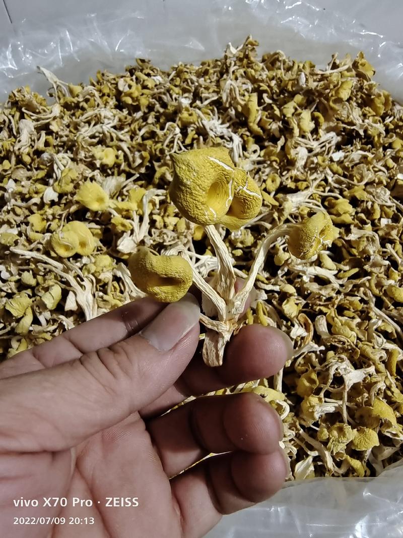 鸡油菌干货黄金菇菌汤包产地直发一手货源全国供应