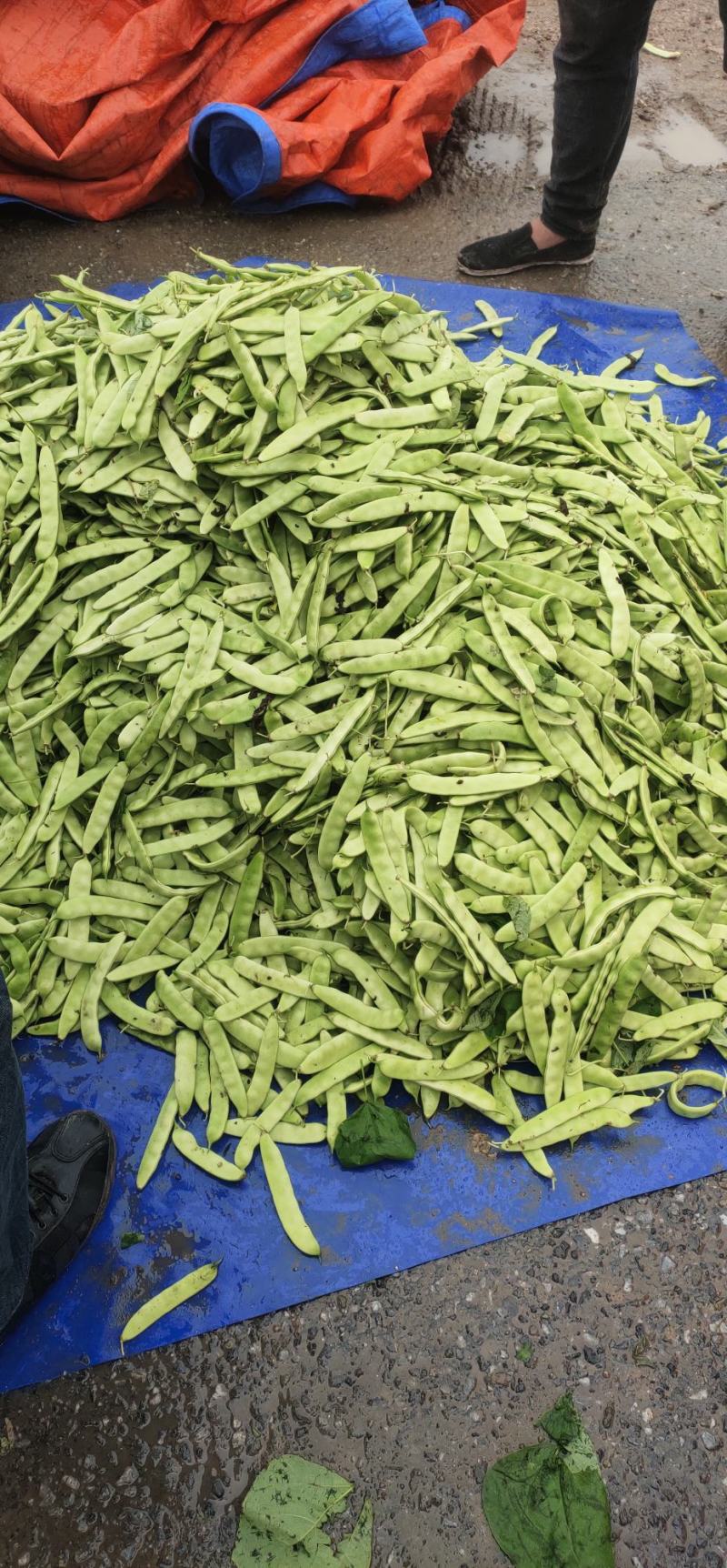 吉林省东北陆地大油豆角，九月青也叫，陆地