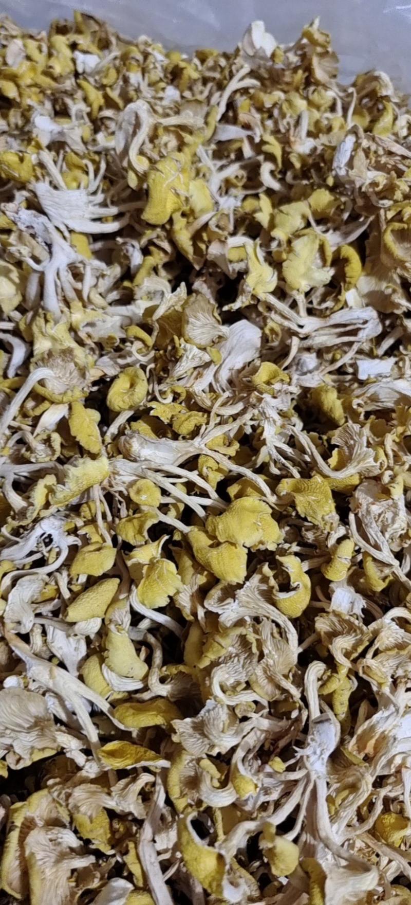 鸡油菌干货黄金菇菌汤包产地直发一手货源全国供应