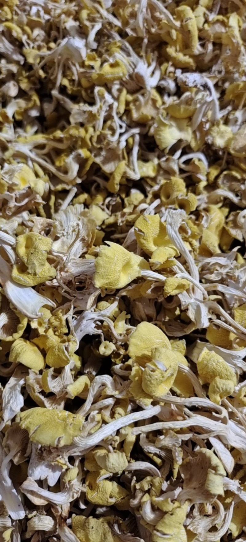 鸡油菌干货黄金菇菌汤包产地直发一手货源全国供应