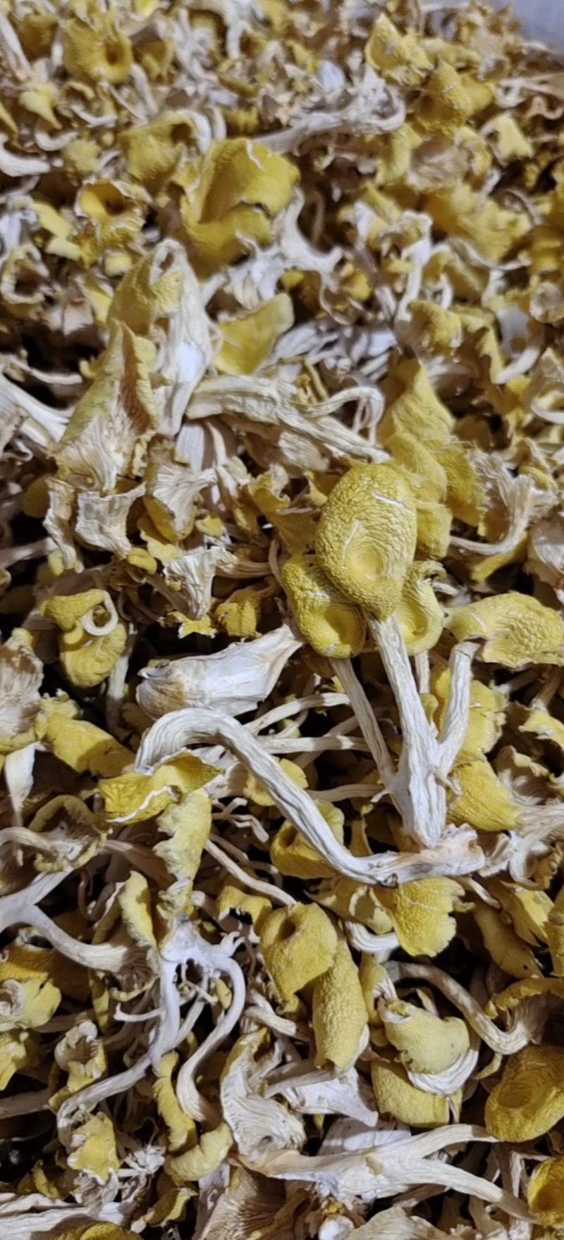 鸡油菌干货黄金菇菌汤包产地直发一手货源全国供应