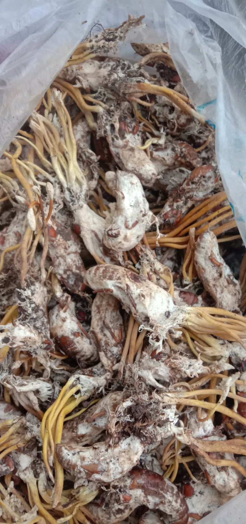 金蝉花现挖现卖个个饱满带花！
