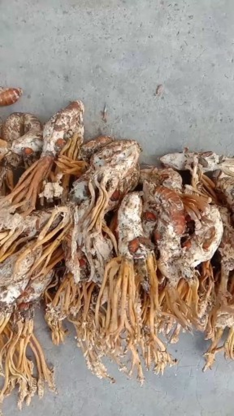 金蝉花现挖现卖个个饱满带花！