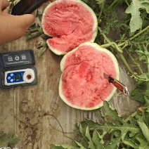 甘肃庆阳麒麟美都西瓜，甜度高，质量好，大红壤。好选择