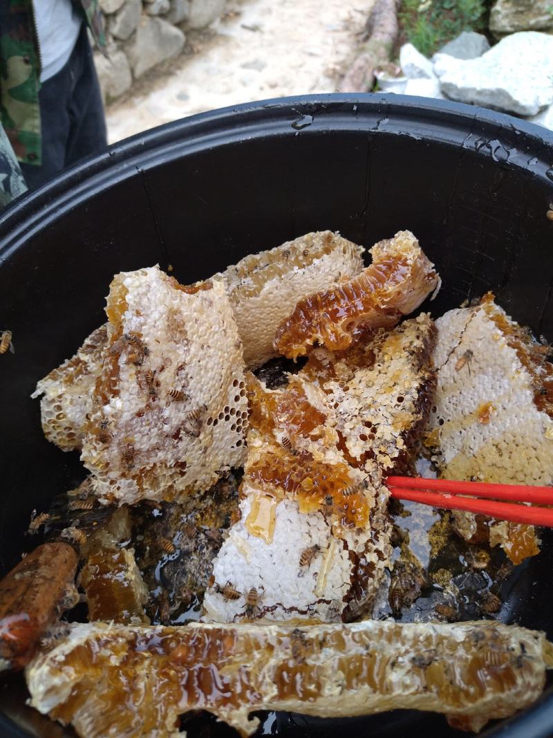 真正正宗土蜂蜜天热野生农百花蜜土蜂蜜巢可以嚼着吃有巢有蜜