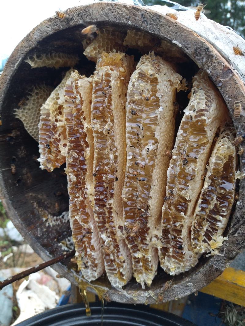 真正正宗土蜂蜜天热野生农百花蜜土蜂蜜巢可以嚼着吃有巢有蜜