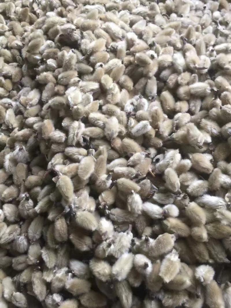 南召县辛夷花中草药辛夷颗粒饱满无杂质