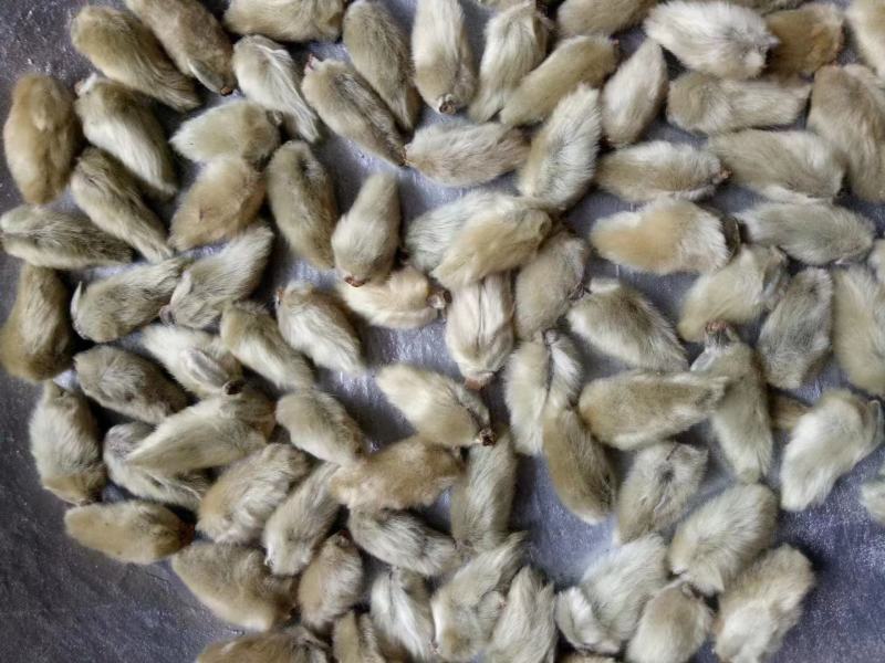 南召县辛夷花中草药辛夷颗粒饱满无杂质