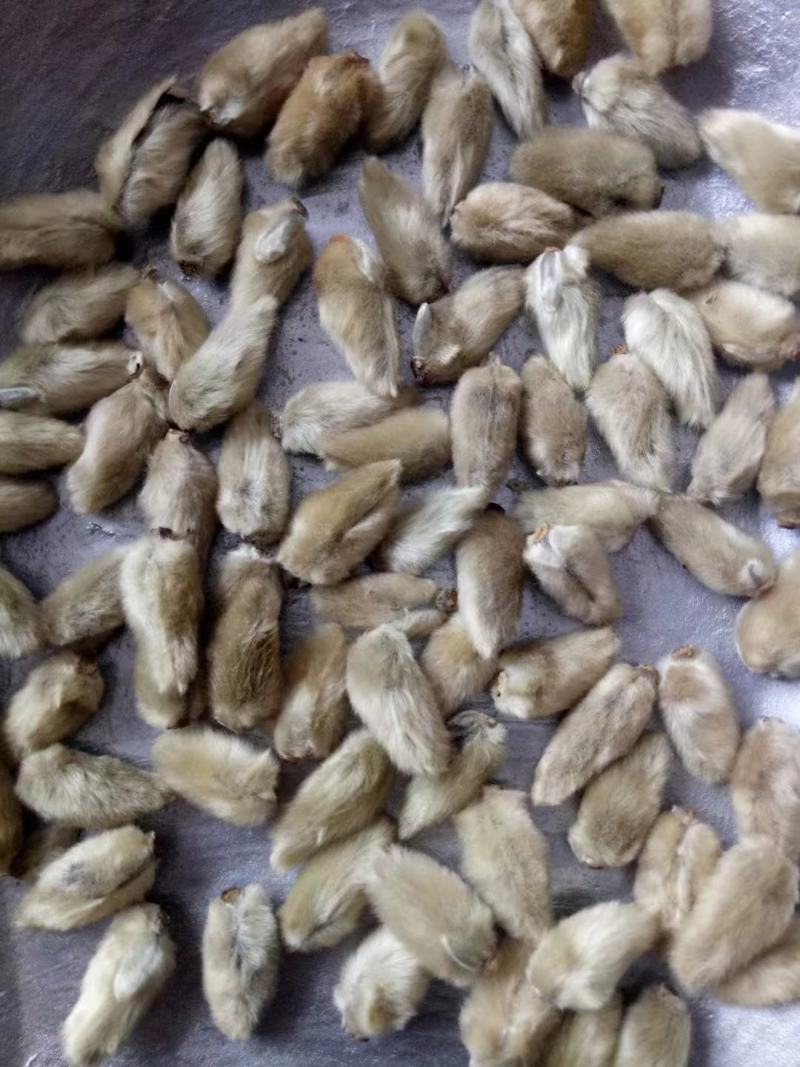 南召县辛夷花中草药辛夷颗粒饱满无杂质