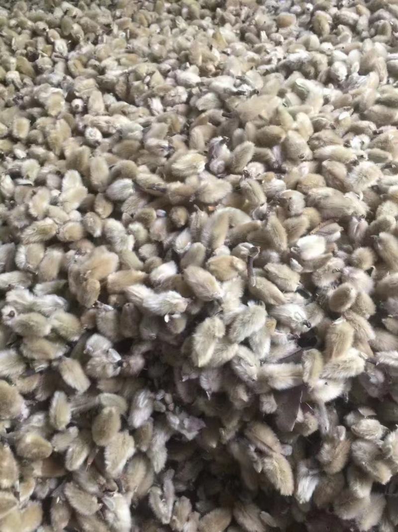 南召县辛夷花中草药辛夷颗粒饱满无杂质