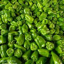 青椒上市中，方椒，太空椒，螺丝椒，尖椒，线椒等各种蔬菜供