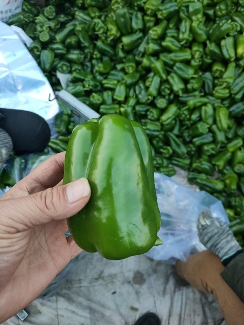 青椒上市中，方椒，太空椒，螺丝椒，尖椒，线椒等各种蔬菜供