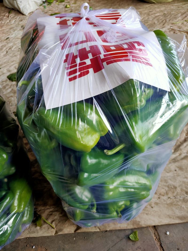 青椒上市中，方椒，太空椒，螺丝椒，尖椒，线椒等各种蔬菜供